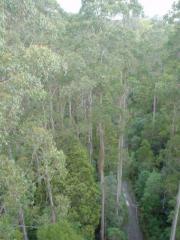 Great Ocean RD - Otway Fly Tree Top Walk