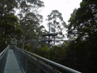 Great Ocean RD - Otway Fly Tree Top Walk