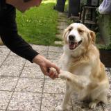 servus_du_hund