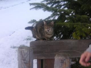 katzenimschnee