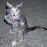 arschloch-katze