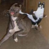 catfight