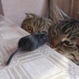 cats