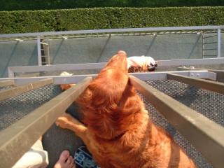 marley-hund
