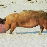 schweineberger