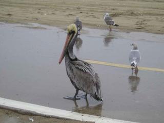 Pelican