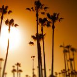 palms