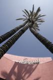 hollywood