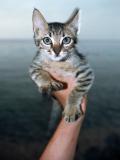 schmm-katze