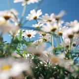 hach-blumen