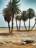 palms