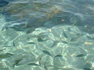 Laem Thian Fish3.JPG