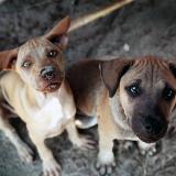 dogs