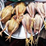 chicks