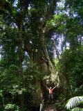 Groer Baum