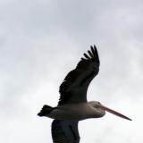 Pelikan