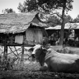 nongkhai (3)