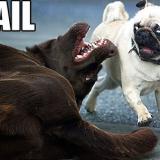 faildogs
