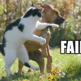 faildogs