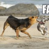 faildogs