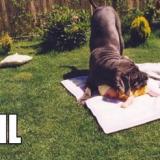 faildogs