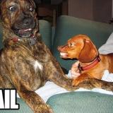 faildogs