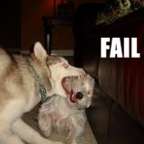 faildogs