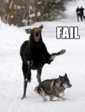 faildogs