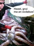 octabus