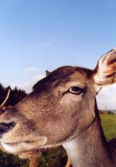 crazy_deer