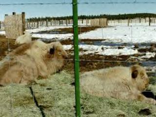 WhiteBuffalos