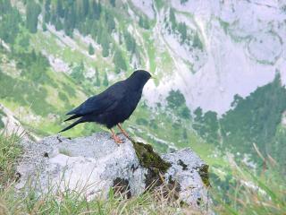 Scheinbergspitz - Vogelbesuch auf der Spitze